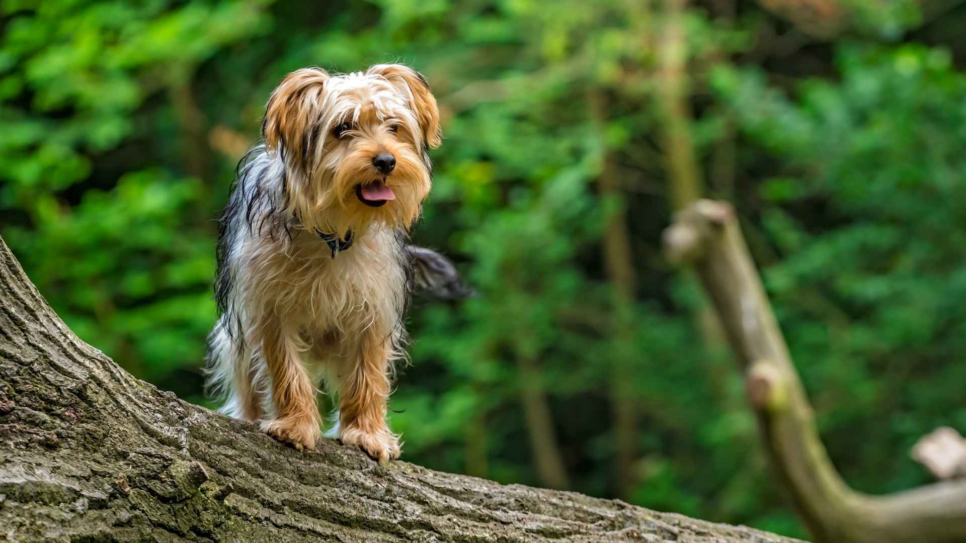 yorkshire terrier